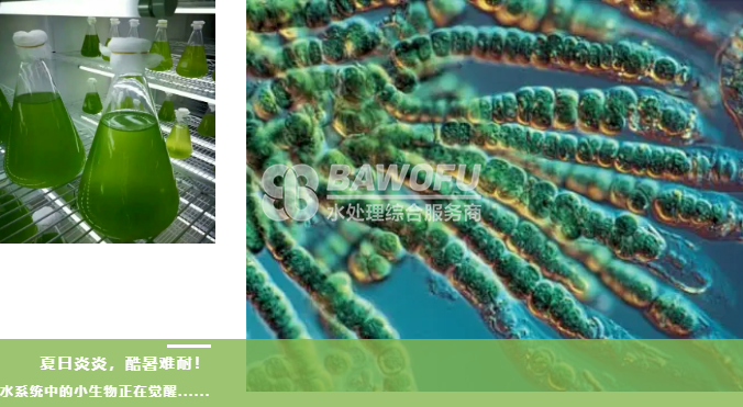 【1篇全搞定】解決夏季高溫水處理系統(tǒng)菌藻爆發(fā)全攻略！